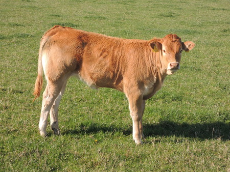 Calf on a grass field. The breed is "Danish red cow".の写真素材