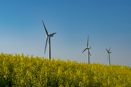 Renewable energy - wind turbines on yellow rapeseed against blue sky
