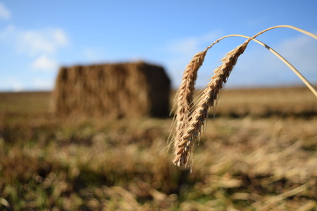 Wheat harvest with straw bale in background.