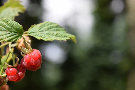 Wild raspberries are often found in Scandinavian fir forests. They are small, but have an extremely...