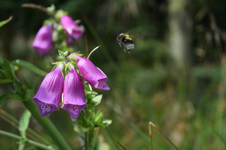 Bumblebee approaching wild purple flower in scandinavian fir forest.
