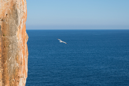 Seagull and vertical orange brown rock near Cayanmel, Mallorca/Majorca, Spain.の写真素材