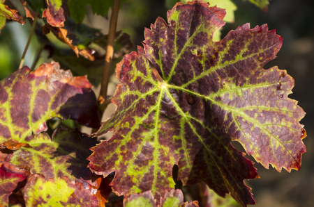 Vine leaf with autumn colorsの写真素材