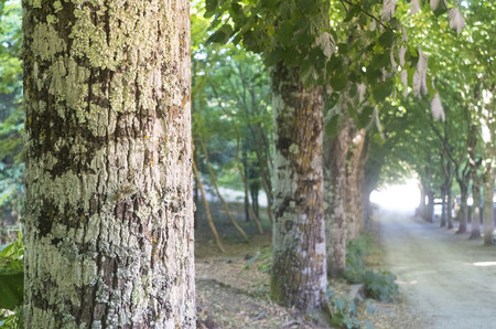 tree-lined street nestled in a magical lightの写真素材