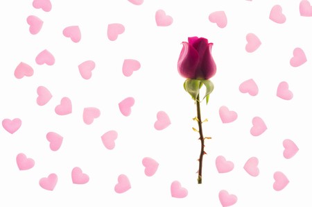 red rose bud in a pink hearts backgroundの写真素材
