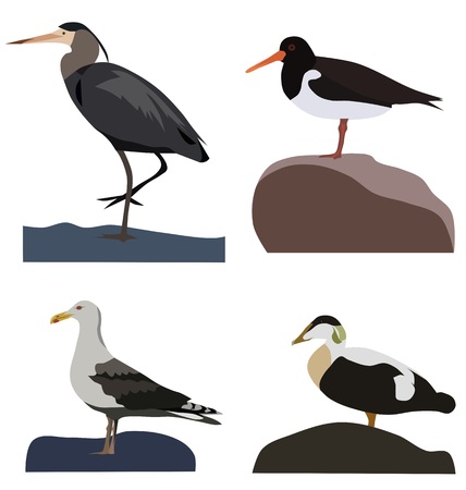 Set of sea birds, isolated vectorのイラスト素材