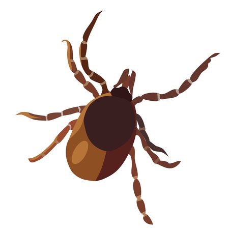 Insect tick, isolated