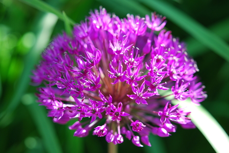Allium flower in macroの写真素材