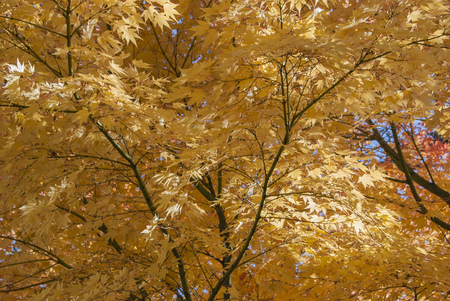 Orange foliage in autumn