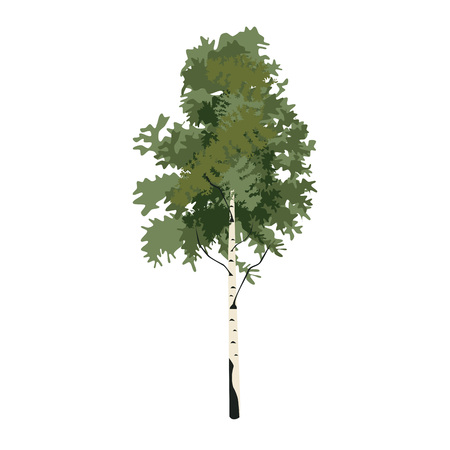 Tree birch clip art, vectorのイラスト素材