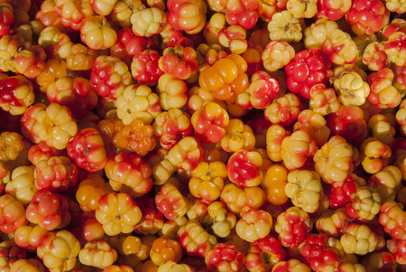 Background cloudberries in macroの写真素材