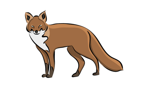 Hand drawn animal fox, vectorのイラスト素材