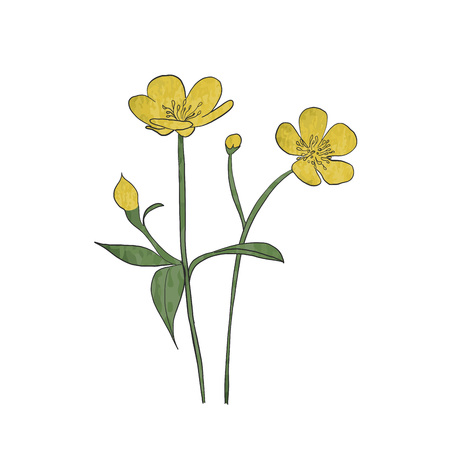 Hand drawn buttercup flower, vector.のイラスト素材
