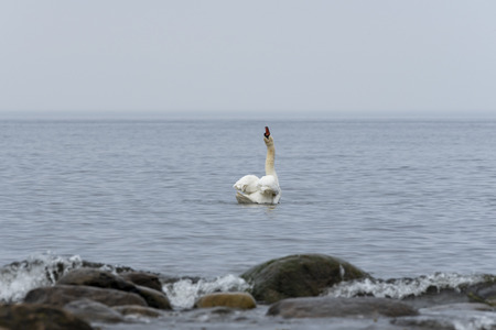 A single swan stretching his neckの写真素材