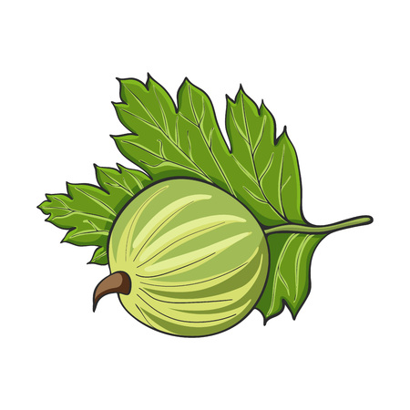 Hand drawn gooseberry isolated on a white background, vector illustration.のイラスト素材