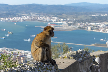 Macaque resting at Gibraltarの写真素材