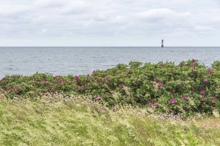 Beach roses at Viken in Sweden