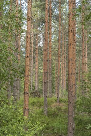 Upright pine trees in forest