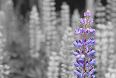 Lupine flower on grey background in summerの写真素材