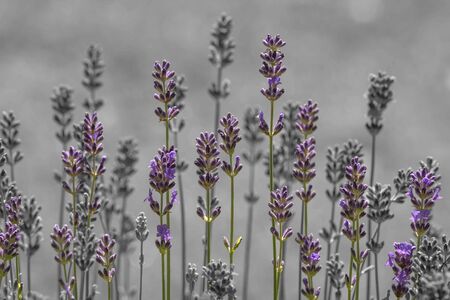Purple lavender on grey illustrationの写真素材
