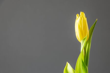 Yellow tulip macro backgroundの写真素材