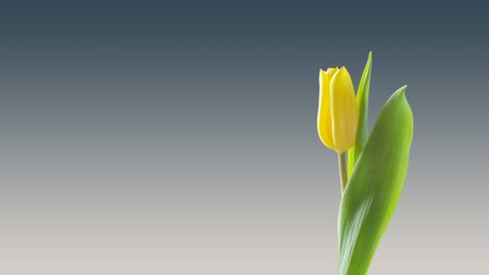 Wallpaper yellow tulip flower backgroundの写真素材