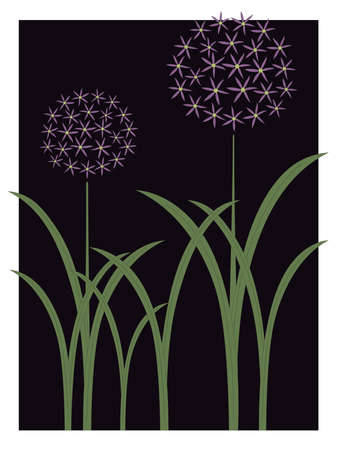 Allium garden spring flowerのイラスト素材