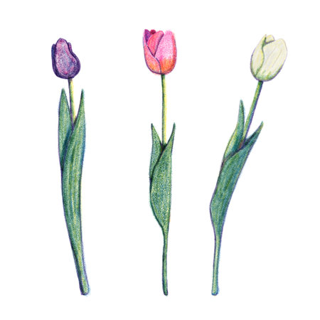 Tulip flowers risograph retro illustrationの写真素材