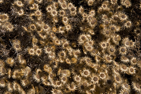 A lot of small brown sundried flowers covering the ground and forming a pattern.