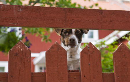 Jack Russell terrier peeking from behind a red fence.の写真素材