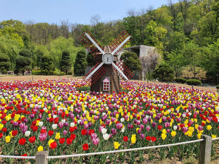 A small wooden windmill among the colorful tulipsの写真素材