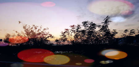 A forest that turns dark in the sunsetの写真素材