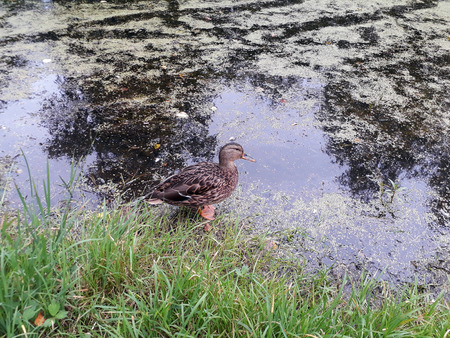 Single wild duck near the overgrown pond in the park. Autumn moodの写真素材
