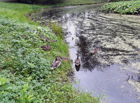 Family of wild ducks near the overgrown pond in the park. Autumn moodの写真素材