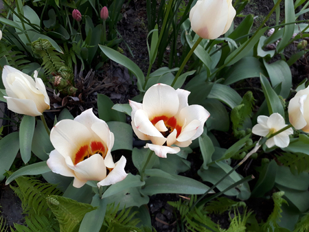 Bush of beautiful white tulips with red core on the flowerbedの写真素材