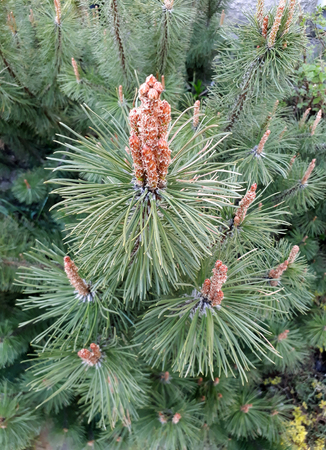 The tip of pine branch with needles close upの写真素材