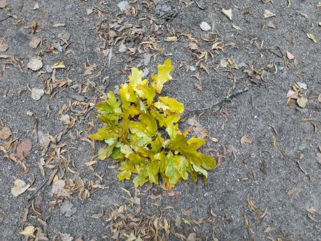 Yellowed autumn oak branch on the park path, may be used as backgroundの写真素材