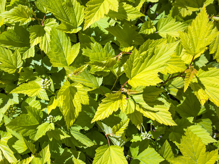Natural background with green leaves under the sun close up, may be used as textureの写真素材