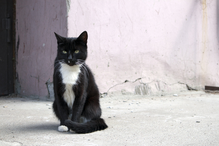 Young cute homeless black cat with white jabot sitting at the doorstep in the yardの写真素材