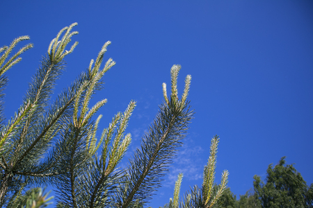 Branches of pine tree with young sprouts against blue sky, may be used as backgroundの写真素材