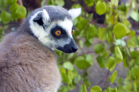 Ring tailed lemur catta sitting in a cage at the zoological gardenの写真素材