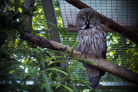Big forest owl sitting on the bough in a zoo cage and looking directly at the camera, darkened vignetteの写真素材