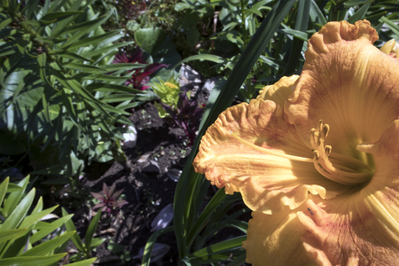 Beautiful yellow-orange flower of garden lily with lush curly petals closeupの写真素材