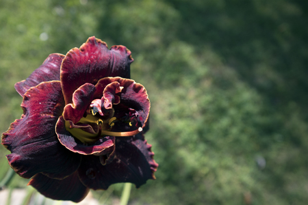 Beautiful burgundy budding flower of garden terry tulip with lush petals closeupの写真素材