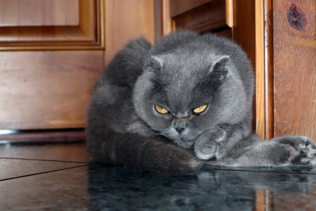 Funny cute smoky colored Scottish fold cat resting on the floor in the country houseの写真素材