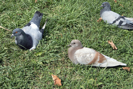 Flock of pigeons of different colors resting on the grass in the parkの写真素材
