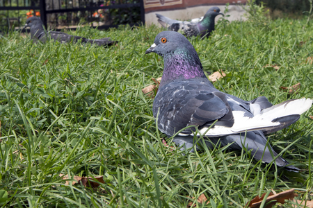 Bluish calm urban pigeon resting on the grass in the parkの写真素材