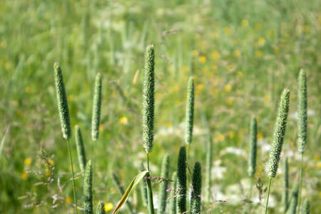 Green summer meadow with spikes of perennial grass phleum pratense on the foregroundの写真素材