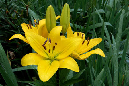 Gorgeous lush bush of yellow lilies with buds under the rain against wet foliageの写真素材