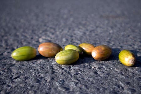 Few multicolored unripe acorns lying on the gray dry asphalt, autumn backgroundの写真素材